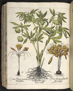 Helleborus Niger (fekete hunyor) a 
