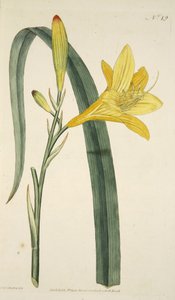 Hemerocallis Flava (Sárga nappali liliom) a Botanikai Magazinból vagy a Virágoskertből Megjelenítve, pub. 1796 (kézzel színezett metszet) alkotó: English School