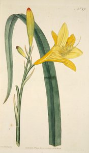 Hemerocallis Flava Yellow Day Lily, pub. 1796-os kézzel színezett metszet. alkotó: English School