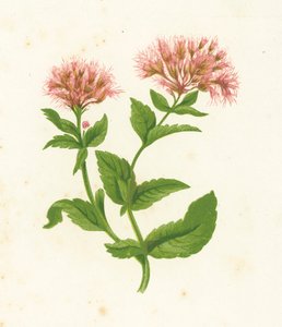Kender Agrimony, Eupatorium Cannabinum alkotó: English School
