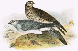 Tyúk Harrier alkotó: English School