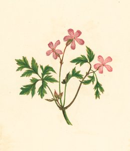 Herb Robert, vagy Poor Robin, Geranium Robertianum (színes litó) alkotó: English School