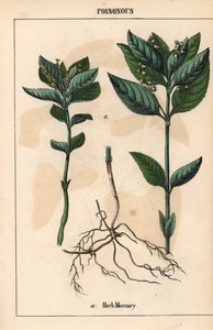 Gyógynövény higany   , a "The Instructive Picturebook, or Lessons from the Vegetable World", [Charlotte Mary Yonge], Edinburgh alkotó: English School