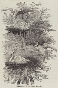 Heronry a Cobham Parkban (metszet) alkotó: English School