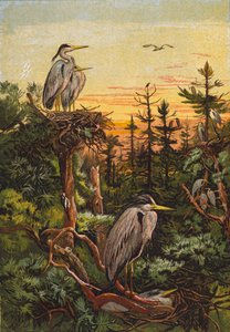 Herons (színes litográfia) alkotó: English School