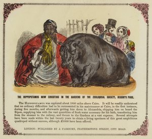 Víziló a Zoological Society kertjében, Regents Park, London alkotó: English School