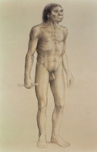 Homo erectus (ceruza papíron)