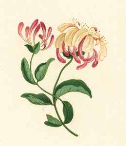 Lonc, Lonicera Periclymenum (színes litográfia) alkotó: English School