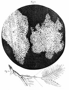 Hooke megfigyelései a parafa sejtes szerkezetéről (1. ábra) és az Érzékeny (Sensitive) növény ága (2. ábra) 1665 (metszet) alkotó: English School