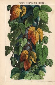 Komló, zöld gyümölccsel  , a "The Instructive Picturebook, or Lessons from the Vegetable World", [Charlotte Mary Yonge], Edinburgh alkotó: English School