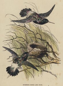 Kolibri és fészek (színes metszet) alkotó: English School