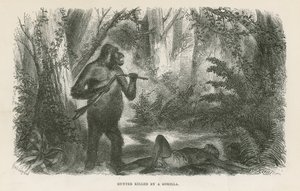 Vadászt megölte a gorilla alkotó: English School