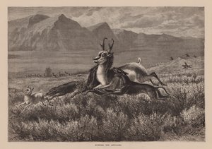 Antilopvadászat (metszet) alkotó: English School
