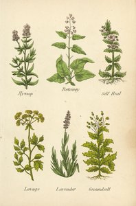 izsóp, Betoney, Self Heal, Lovage, Levendula, Groundsell (színes litográfia) alkotó: English School