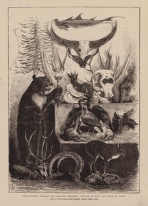 Indiai vadásztrófeák és zoológiai példányok, amelyeket Őfelsége, a walesi herceg gyűjtött (metszet) alkotó: English School