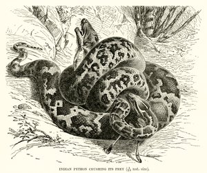 Az indiai Python összezúzza áldozatát alkotó: English School