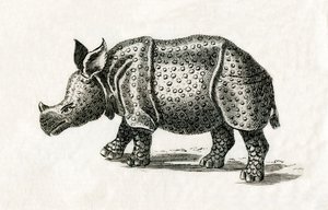 Indiai orrszarvú, vagy nagyobb egyszarvú orrszarvú, Rhinoceros unicornis, egy 18. századi nyomatból (metszet) alkotó: English School