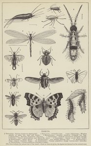 Rovarok (metszet) alkotó: English School