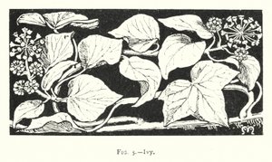 Ivy (metszet) alkotó: English School