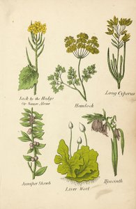 Jack by the Hedge Or Sauce Alone, Hemlock, Long Cyperus, Juniper Shrub, Liver Wort, Hyacinth (színes litográfia) alkotó: English School
