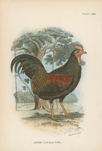 Java Jungle-Fowl alkotó: English School