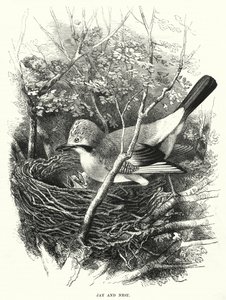 Jay és Nest (metszet) alkotó: English School