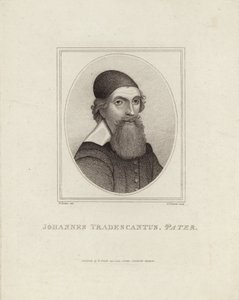 Johannes Tradescantus Pater alkotó: English School