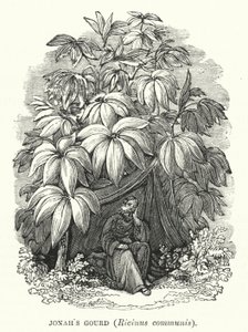 Jónás töke, Ricinus communis (metszet) alkotó: English School