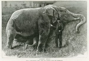 Jumbo, halott alkotó: English School