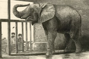 Jumbo, a nagy afrikai elefánt az Állatkertben (metszet) alkotó: English School