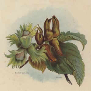 Kentish Cob-nuts, Filberts alkotó: English School