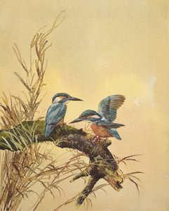 Kingfishers, 1890 körül (wc papíron) alkotó: English School
