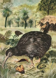 Kiwi madár alkotó: English School