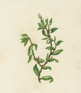 Csomófű, Polygonum Aviculare (színes litográfia) alkotó: English School