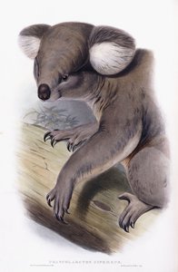 Koala – Phascolarctos cinereus, 1845-1863 alkotó: English School
