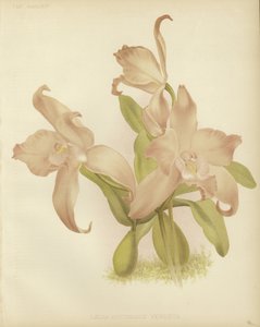 Laelia autumnalis alkotó: English School