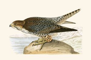Lanner Falcon, Charles Robert Bree (1811-86) „A History of the Birds of the Birds of Europe Not Observed in the British Isles” (1867-ben megjelent) illusztrációja