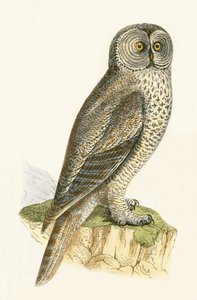 Lapbagoly, Charles Robert Bree (1811-86) 1867-ben megjelent „A Brit-szigeteken nem megfigyelt európai madarak története” című illusztrációja alkotó: English School