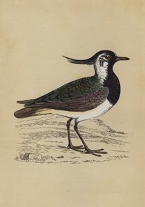 Lapwing (színes tagok) alkotó: English School