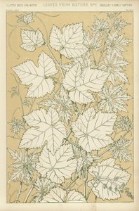 Blätter aus der Natur von English School