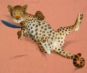 Leopárd kölyök alkotó: English School