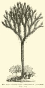 Lepidodendron Sternbergh, restaurálva alkotó: English School