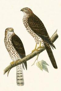 Levant Sparrow Hawk, illusztráció Charles Robert Bree (1811-86) „Európa madarainak története, amelyeket nem figyeltek meg a Brit-szigeteken” című művéből, 1867. alkotó: English School