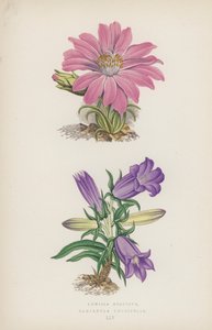Lewisia Rediviva; Campanula Longifolia (színes litó) alkotó: English School