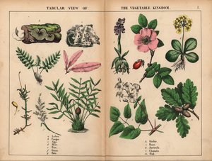 Lichen, gomba, alga, moha, páfrány, fű, pálma, orchidea, rózsa, auricula, klematisz és tölgy. , a "The Instructive Picture Book, or Lessons from the Vegetable World", [Charlotte Mary Yonge], Edinburgh alkotó: English School
