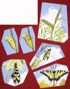 A pillangó életciklusa alkotó: English School