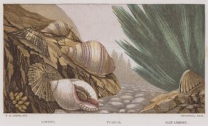 Limpet, lila, Slit-Limpet (színes litho) alkotó: English School