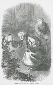 Linnaeus éjjel a növényeket tanulmányozza (metszet) alkotó: English School
