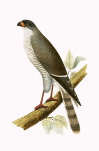 Little Red Billed Hawk, illusztráció Charles Robert Bree (1811-86) „A British-szigeteken nem megfigyelt európai madarak története” című művéből, 1867-ben megjelent