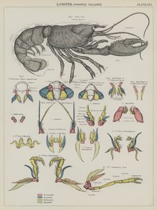 Homár, Homarus Vulgaris (színes litográfia) alkotó: English School